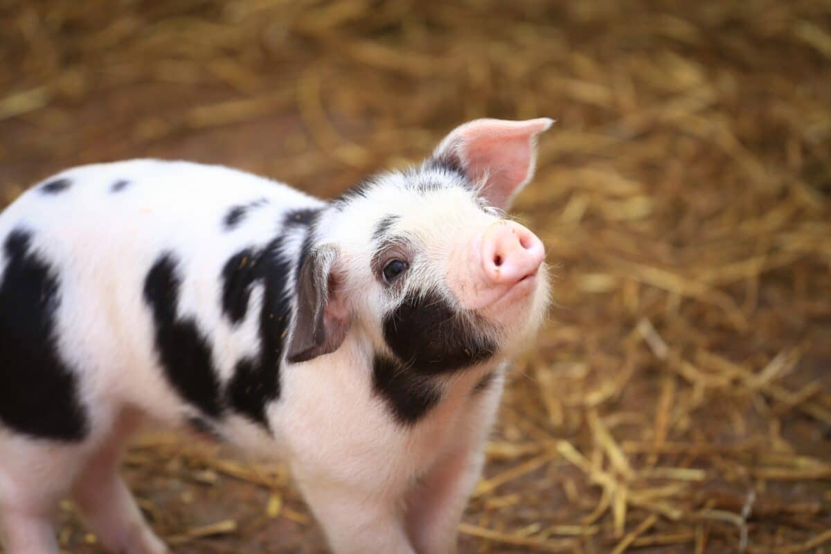 Farm Discovery Zone - Image 3 - Elmira Maple Syrup Festival