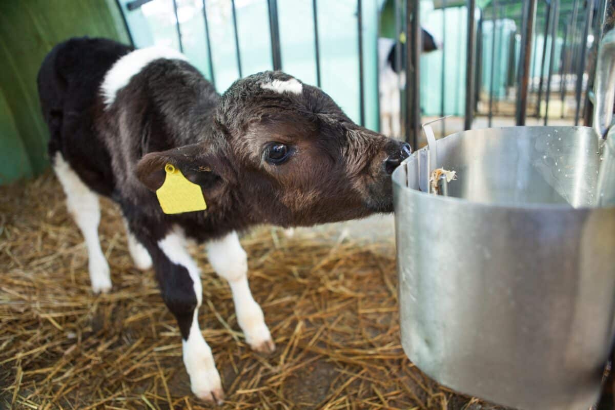Farm Discovery Zone - Image 4 - Elmira Maple Syrup Festival